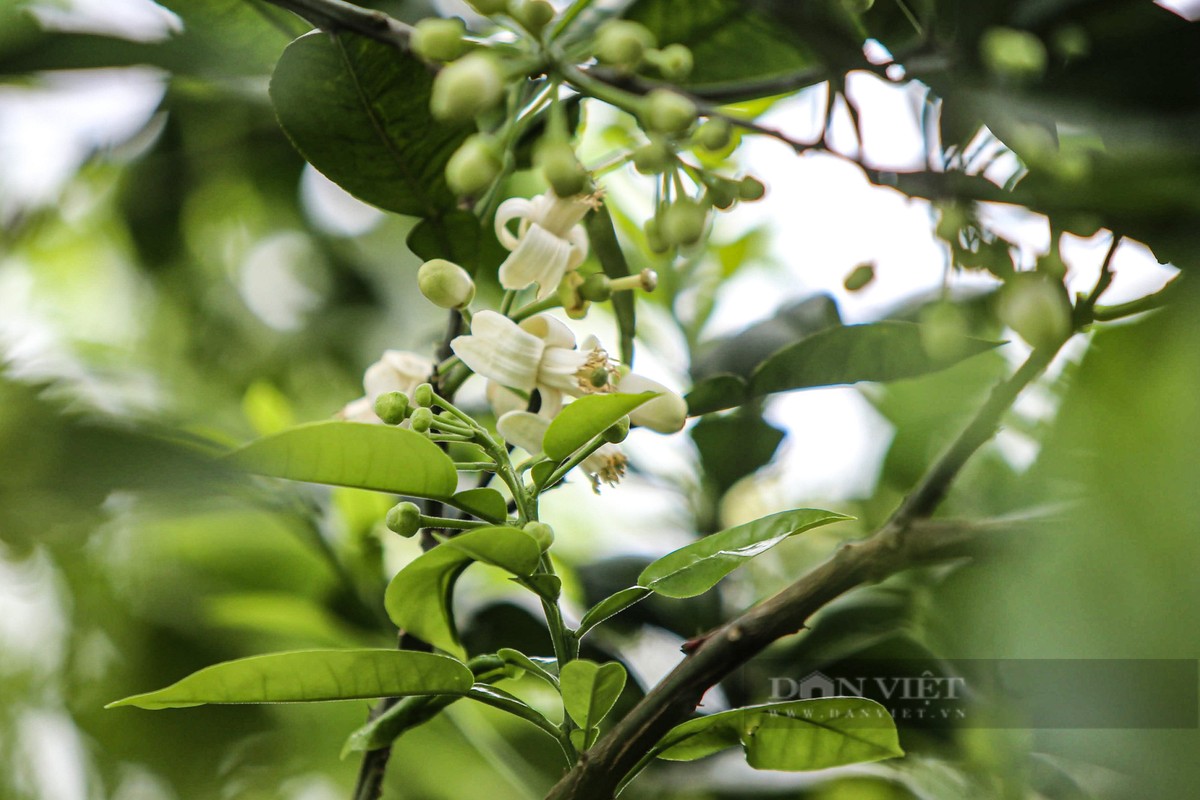 Tại các vùng đất trồng bưởi nổi tiếng của Hà thành như Minh Khai, Phú Diễn, Xuân Phương, hoa bưởi đã bắt đầu đua nở, mùi hương lan tỏa cả một vùng quê rộng lớn.