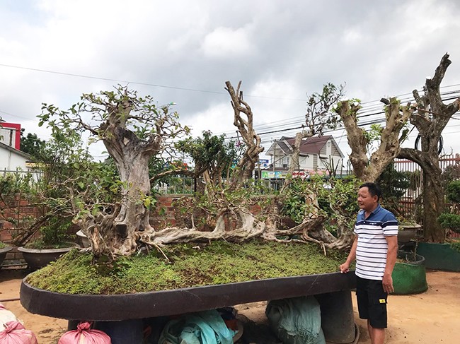 Anh Lê Minh (Lào Cai), chủ nhân của “siêu” ổi nhiều năm tuổi cho biết, anh mới đổi ngang cây thạch lựu cổ đại lớn nhất Việt Nam lấy cây ổi “Cửu long quần thụ” có tuổi đời hơn 100 năm.