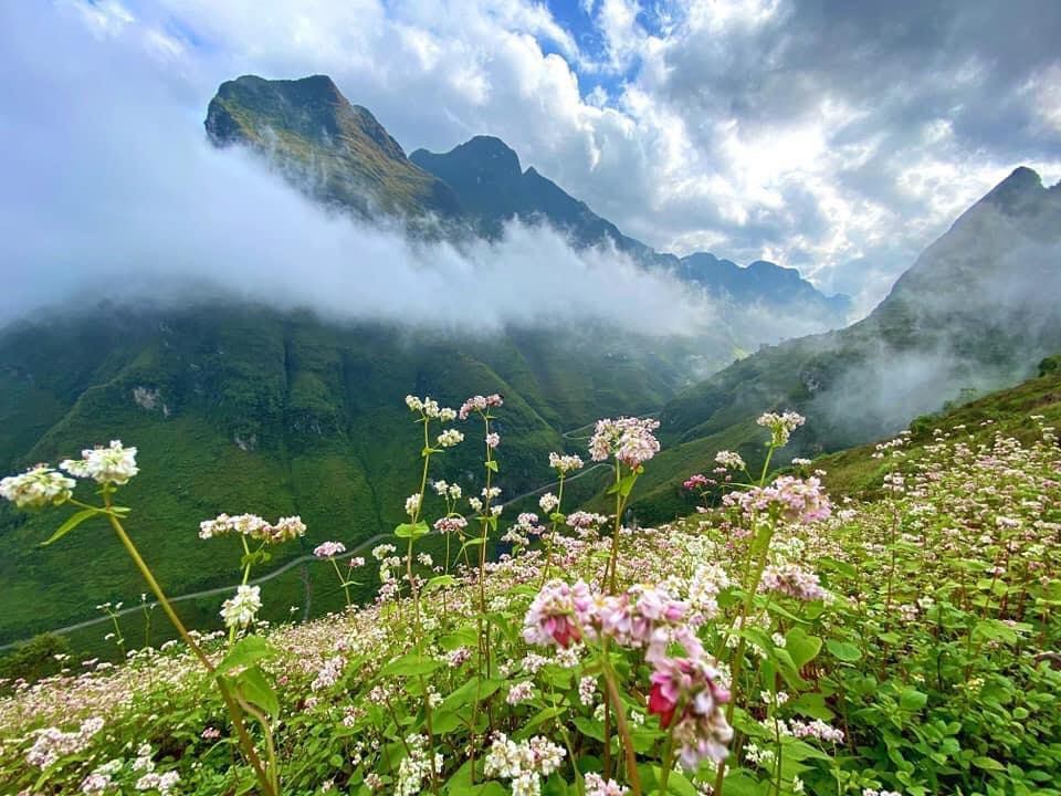 Hà Giang mùa  hoa tam giác mạch đẹp đến khó cưỡng, nhất là những ai mới có dịp chiêm ngưỡng lần đầu. Ảnh: TINTIN ADVS