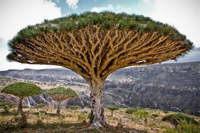  Đảo “ngoài hành tinh” Socotra – Yemen: Quần đảo Socotra nằm ở phía tây bắc Ấn Độ Dương, gần vịnh Aden, dài 250km bao gồm 4 hòn đảo chính và 2 đảo đá, trong đó  hòn đảo lớn nhất là Socotra, chiếm tới 95% đất của quần đảo. Nếu bạn chìm vào một giấc ngủ dài và bất ngờ tỉnh dậy ở hòn đảo Socotra thì chắc chắn, bạn sẽ nghĩ rằng mình đã bị người ngoài hành tinh bắt cóc ra khỏi Trái Đất. Còn nếu đặt chân lên hòn đảo này lần đầu tiên, bạn sẽ có cảm giác như lạc vào khung cảnh một bộ phim viễn trưởng chỉ có trên truyền hình.