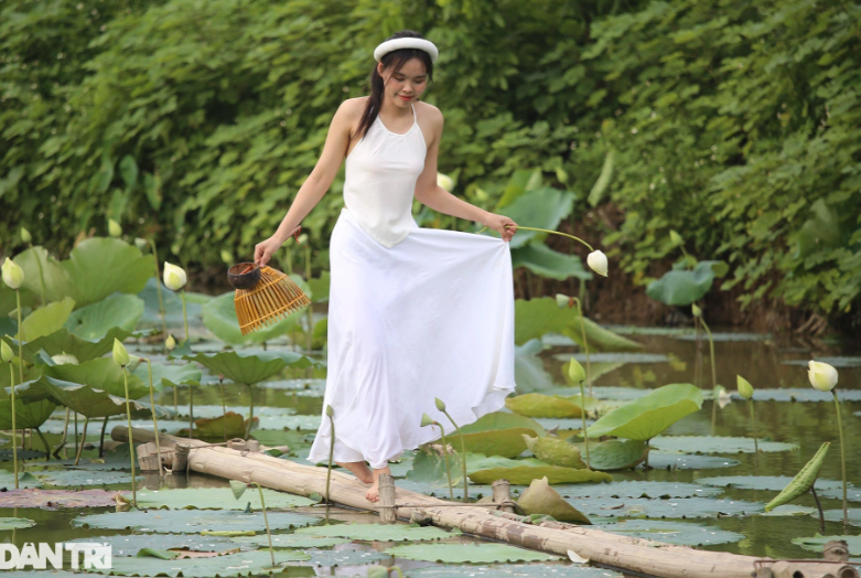 Tại xã Tam Hưng (Thanh Oai, TP Hà Nội), một  đầm sen trắng đang nở đẹp thu hút khá đông người dân đổ về vui chơi và chụp ảnh.