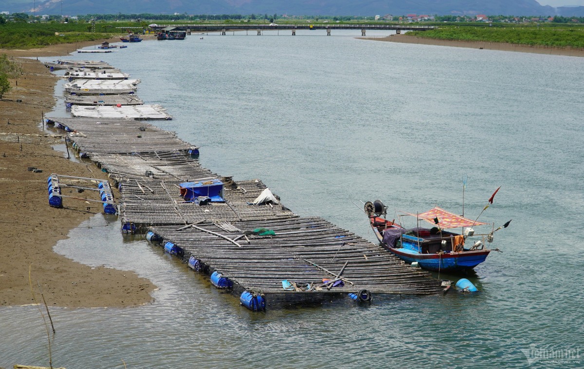 Những năm gần đây, hàng chục hộ dân sinh sống gần khu vực cửa sông Vịnh và sông Quyền thuộc địa phận xã Kỳ Hà, thị xã Kỳ Anh mở rộng mô hình  nuôi hàu Thái Bình Dương. Loài hàu sữa này được ví như "thần dược", lại dễ nuôi, chi phí thấp, nông dân mạnh dạn mở rộng quy mô, đút túi hàng chục triệu đồng mỗi vụ. Dọc cửa sông Vịnh, sông Quyền (xã Kỳ Hà) hiện có gần 120 bè hàu lớn nhỏ của gần 60 hộ dân hai thôn Nam Hà và Bắc Hà