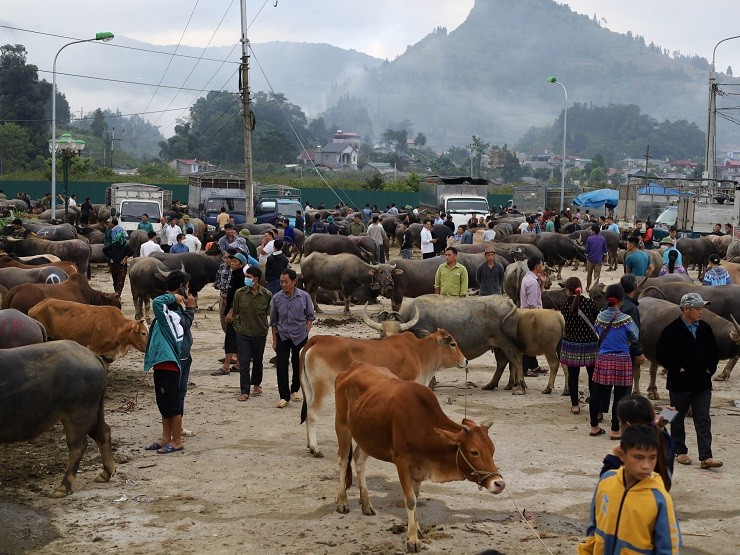 Cách thành phố Lào Cai khoảng 70km,  phiên chợ trâu Bắc Hà tại thị trấn Bắc Hà (Lào Cai) là nơi được mệnh danh là “sàn giao dịch trâu” lớn nhất Tây Bắc.