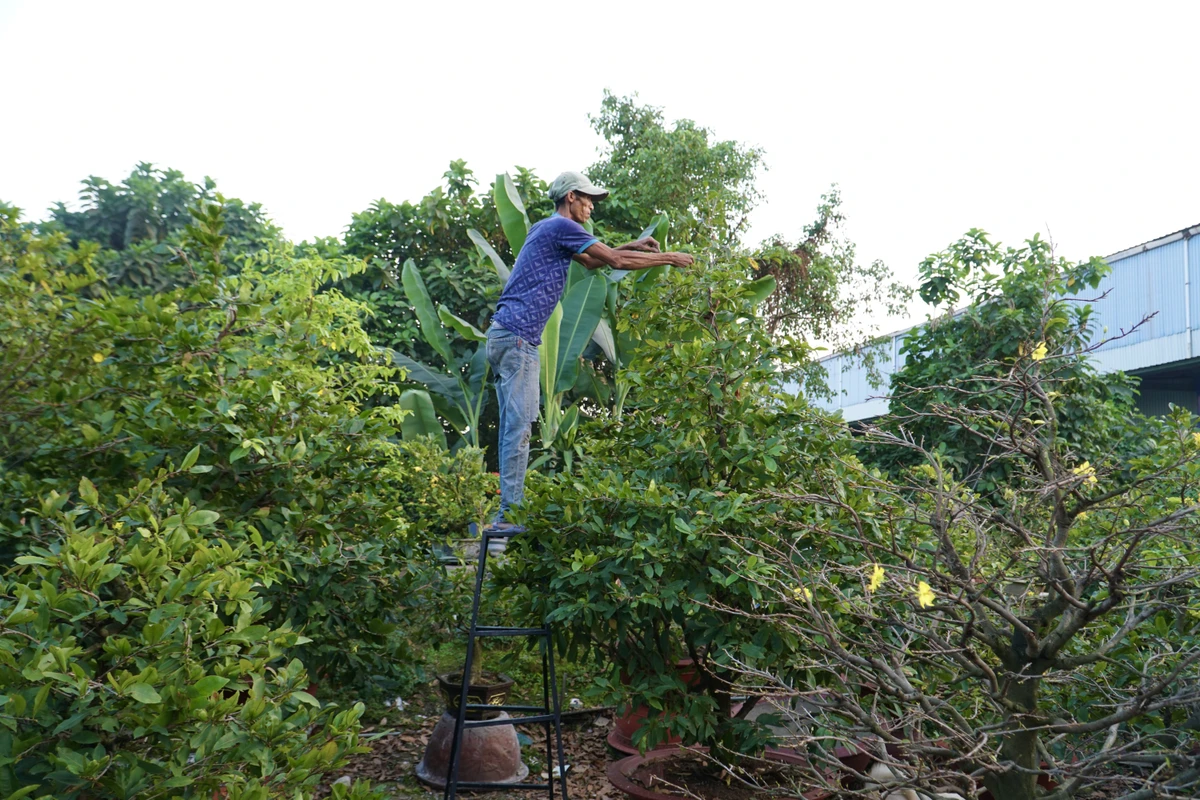 Thời điểm này, nhà vườn Sáu Hải với 3 đời  trồng mai vàng (phường Trường Thọ, TP Thủ Đức, TP.HCM) đang tất bật ngày đêm lặt lá mai để cây kịp đơm bông, khoe sắc chào xuân 2024.