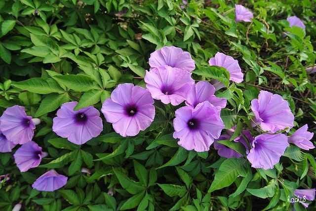 1.  Cây cảnh: Bìm bìm: Bìm bìm (Impomoea cairica) là loại dây leo ưa ẩm và ánh sáng thường mọc hoang ở nơi bụi và bờ rào, được tìm thấy ở nhiều vùng quê, vùng núi thấp, trung du và đồng bằng.  