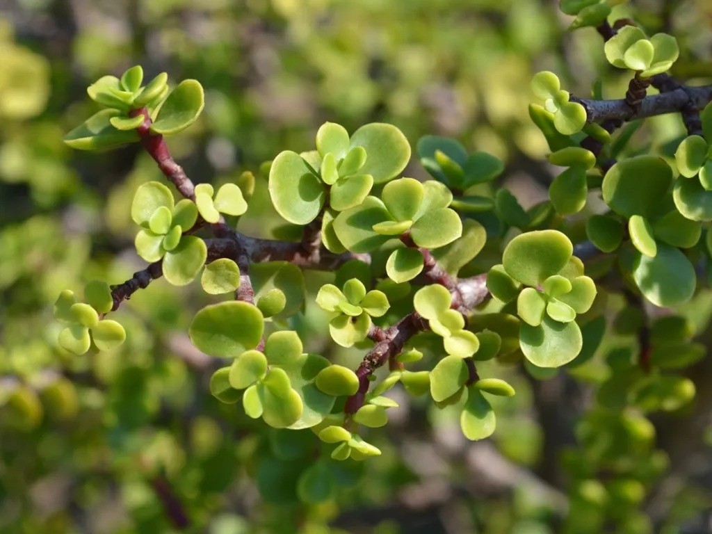 Cây cảnh này là một loài mọng nước có lá nhiều thịt, thuộc họ rau răm (Portulacaria). Lá của nó có màu xanh ngọc, trò và đầy đặn, cành non có màu vàng hoặc đỏ, khi già sẽ chuyển sang màu nâu.