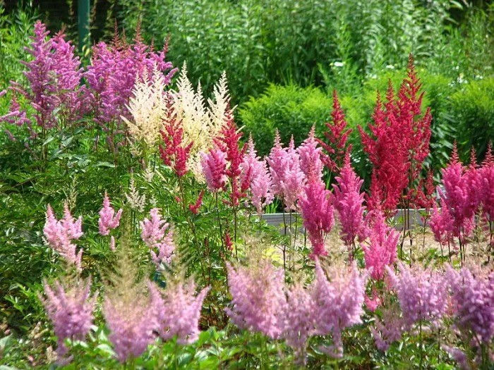  Cây cảnh này có tên khoa học là Astilbe spp., thuộc gia đình Saxifragaceae, có nguồn gốc từ Đông Á và Bắc Mỹ. Loài hoa này dù mọc thành chùm, có vẻ giống những chùm râu dê nhưng cũng không giống vì màu sắc sáng rực, lộng lẫy. 