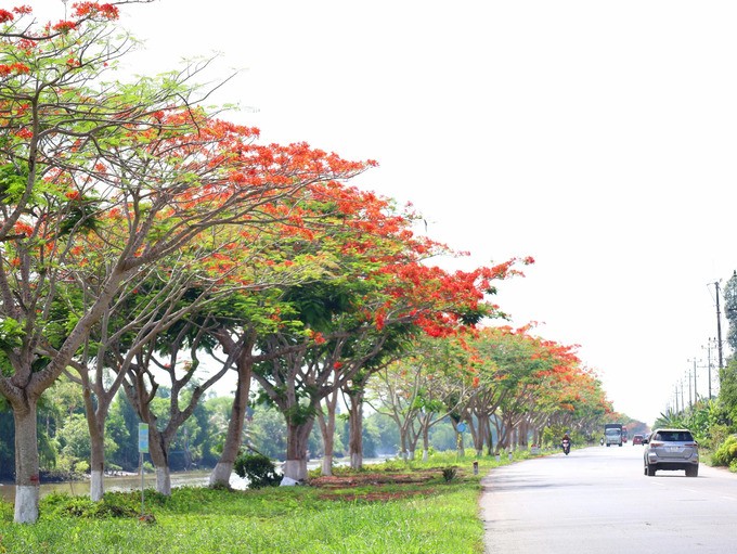 Tại Đồng Tháp,  hoa phượng trồng đẹp nhất ở đoạn đường trên quốc lộ 80 theo hướng từ TP. Sa Đéc về phà Vàm Cống, xã Bình Thành, huyện Lấp Vò, tỉnh Đồng Tháp. Con đường hoa phượng dài hơn 4km, đang trổ hoa rực rỡ, đỏ thắm cả một góc trời vào tháng 5 khiến nhiều người say đắm. Sắc đỏ như khoác lên cho Đồng Tháp tấm áo mới tươi tắn, quyến rũ khác xa với vẻ bình yên vốn có thường ngày.