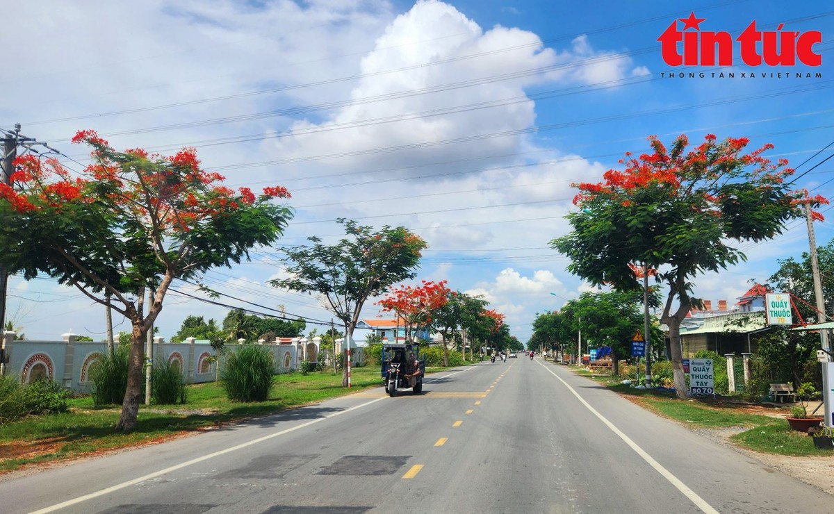 Theo ghi nhận của phóng viên báo Tin tức, hàng trăm cây phượng nằm trên đường tỉnh 826 hướng từ ngã tư Rạch Kiến đến ngã ba Tân Lân (huyện Cần Đước, tỉnh Long An) dài khoảng 10km đồng loạt trổ hoa đỏ rực, tạo nên khung cảnh vô cùng lãng mạn và làm xao xuyến người đi đường.