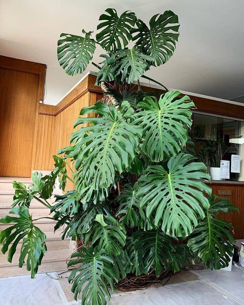 Monstera deliciosa ( trầu bà lá xẻ) được nhiều người trồng làm cây cảnh trong nhà do màu sắc và hình dạng lá độc đáo. Ít ai biết quả của chúng có thể ăn được và rất ngon, nhưng tiềm ẩn nguy hiểm.