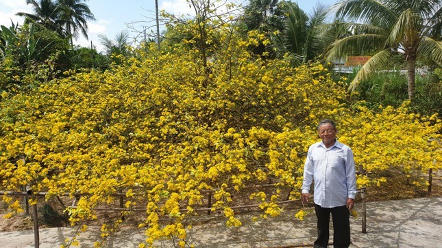 Cây mai vàng cổ nói trên là của ông Nguyễn Văn Đối (ngụ ấp Đông Hậu, xã Đông Bình, thị xã Bình Minh, tỉnh Vĩnh Long).