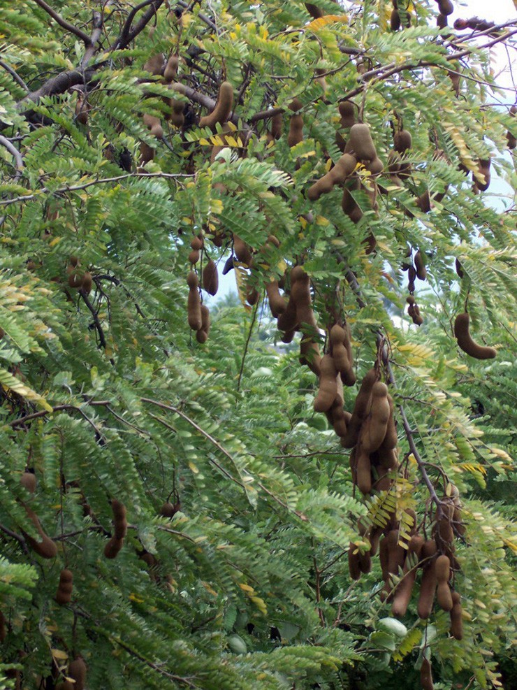 Me là thứ cây quen thuộc, trước đây mọc ở trong vườn nhà, ở ven đường nhưng chủ yếu để lấy bóng mát