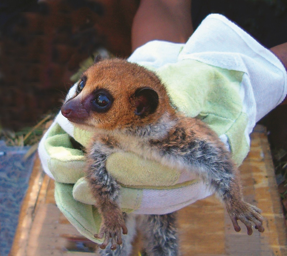 Loài vượn cáo lùn Lavasoa được phát hiện khi chúng đang di chuyển trong các khu rừng ở miền nam Madagascar. Theo thông báo đợt tháng 7 năm nay, chỉ còn 50 cá thể thuộc loài này tồn tại trong tự nhiên.