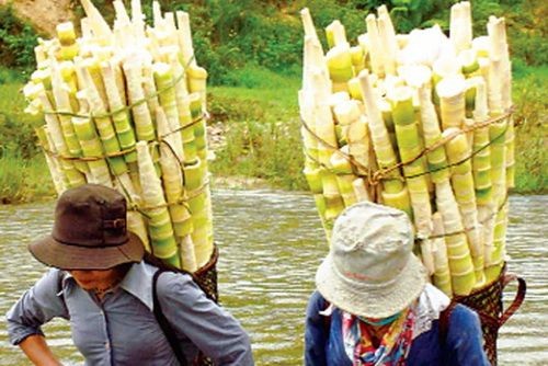 Măng rừng. Có rất nhiều loại măng như: măng vầu, măng nứa, măng mai, măng trúc, măng sặt, măng nứa, măng lay… thứ thì ngọt, thứ thì đắng, thứ màu trắng, thứ lại hơi vàng, thứ lại tim tím….