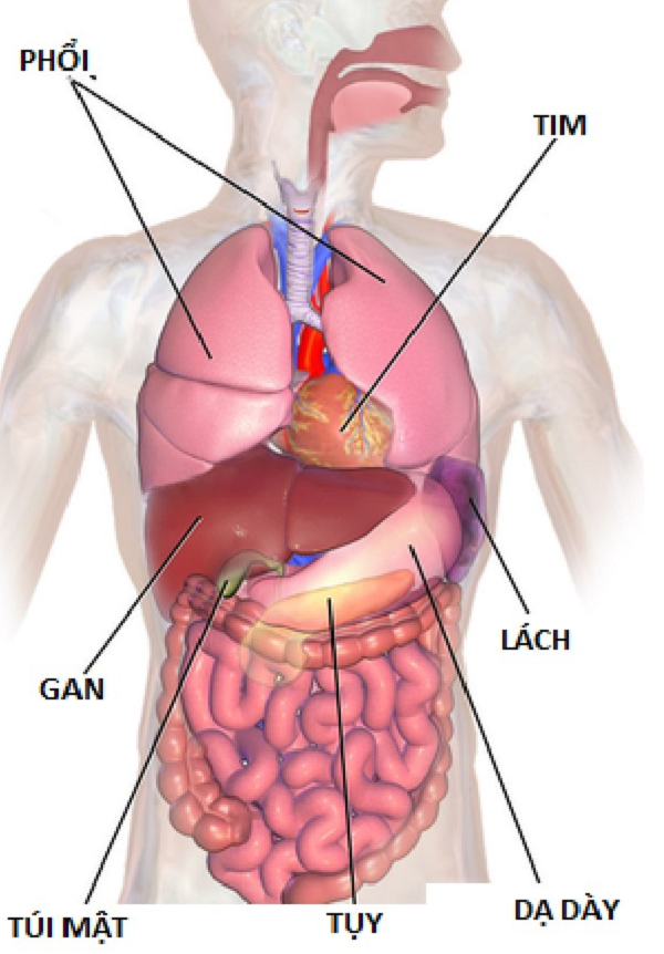 Lách là cơ quan thuộc hệ tạo máu. Lách cấu trúc gần giống như một hạch bạch huyết lớn. Nó hoạt động chủ yếu như là một bộ lọc máu, đóng vai trò quan trọng đối với các tế bào hồng cầu. (Ảnh minh họa)