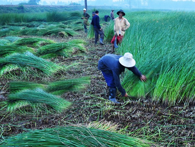 Hình ảnh mùa thu hoạch cây cói tại một cánh đồng ở  làng cói 200 tuổi thuộc xã Hoài Châu Bắc. Địa phương này hiện có hơn 800 hộ vẫn gắn bó với nghề làm chiếu cói truyền thống đã 200 năm.