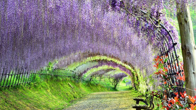 Vườn hoa Kawachi Fuji (Fukuoka) là một trong những  điểm đến đẹp nhất Nhật Bản. Khu vườn hiện lên giống như một bức tranh cổ tích với những bông hoa rực rỡ sắc màu. Lễ hội Wisteria diễn ra vào cuối tháng 4 mỗi năm, thời điểm những bông hoa nở rộ nhất.