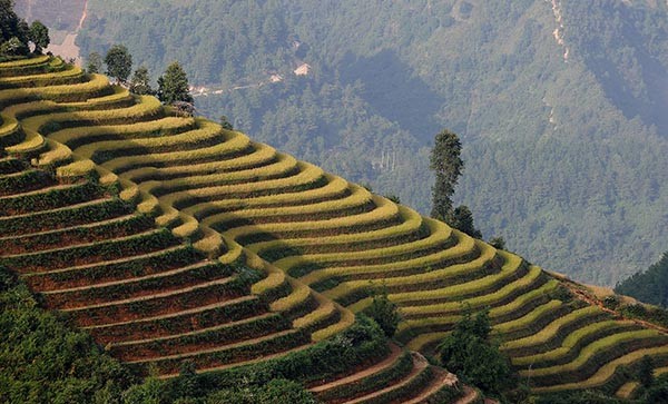  Ruộng bậc thang đẹp như tranh vẽ ở huyện Mù Cang Chải, tỉnh Yên Bái, Việt Nam trong bức ảnh chụp ngày 23/10/2012.