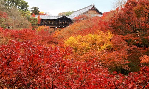 1. Kyoto. Sắc vàng bắt đầu xuất hiện vào khoảng giữa tháng 11 và có thể kéo dài đến đầu tháng 12. Buổi chiều tối thường là thời gian tốt nhất để thăm quan, vì cây cối như sáng lên nhờ sắc màu đặc biệt. Một số địa điểm đẹp nhất để xem sắc thu là Tofuku-ji, Kiyomizu-dera, Yoshimine-dera, và Eikando.