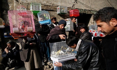 Theo Reuters, Ka Faroshi là chợ chim cảnh nổi tiếng nằm trong một con ngõ nhỏ ở  thủ đô Kabul. Khu chợ với hàng trăm chiếc lồng chim lúc nào cũng tấp nập người mua kẻ bán. (Nguồn ảnh: Reuters)