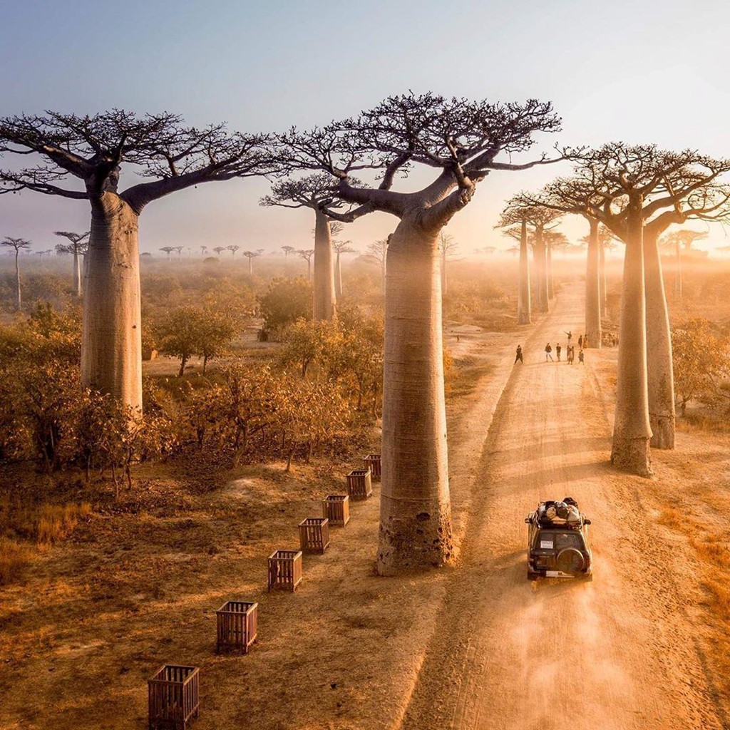 6/8 loài baobab trên thế giới chỉ tồn tại và phát triển ở Madagascar, đảo quốc thuộc Ấn Độ Dương. Ảnh: Tripcentral.