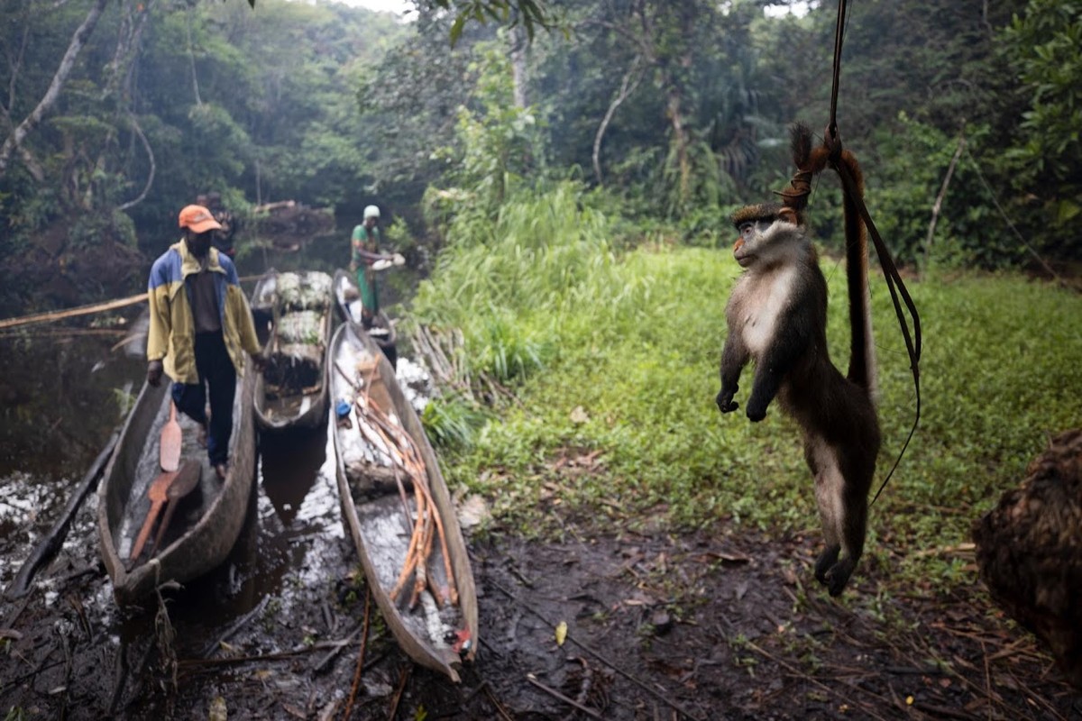 Theo Reuters, Mohamed Esimbo Matongu, 61 tuổi, vốn là một công chức nhà nước ở thành phố Mbandaka. Tuy nhiên, do cần kiếm thêm thu nhập nuôi gia đình, mỗi tháng, ông Matongu rời khỏi nhà vài ngày để đi  săn thú rừng đem bán lấy tiền. (Nguồn ảnh: Reuters)