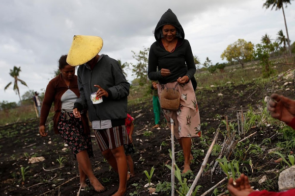 Theo hãng thông tấn Reuters, Đông Sumba (đảo Sumba), nằm cách Jakarta khoảng 2.000 km về phía đông, đã có 249 ngày liên tiếp không có mưa vào năm ngoái. Một số chuyên gia cho rằng, tình trạng biến đổi khí hậu khiến  hạn hán xảy ra thường xuyên hơn, và buộc người dân nơi đây phải thích nghi để tồn tại. (Nguồn ảnh: Reuters)