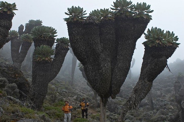 Loài cây khổng lồ này chỉ có thể được tìm thấy trên núi Kilimanjaro ở Châu Phi. Đây là một trong những "bằng chứng" cho thấy con người rất nhỏ bé trong thiên nhiên bao la. (Nguồn ảnh: BrightSide)