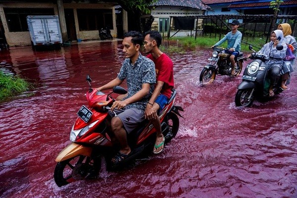 Ngôi làng Jenggot thuộc tỉnh Trung Java bị bao phủ bởi  dòng nước lũ "đỏ như máu", theo mô tả của Reuters. Sự việc xảy ra do ảnh hưởng của trận lũ lụt ập vào nhà máy sản xuất vải truyền thống batik gần đó. Ảnh: Reuters.