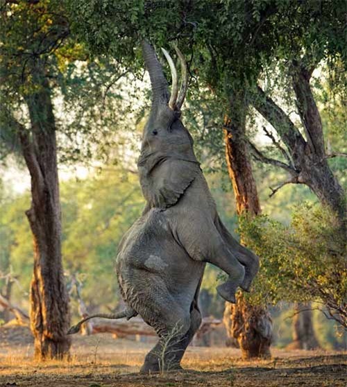  Voi đứng bằng hai chân sau và dùng vòi hái lá trên cây trong một khu rừng ở Mana Pools, Zimbabwe   