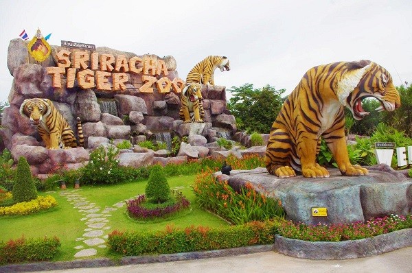  Trại hổ Sriracha Tiger Zoo nằm ở vùng ngoại ô Pattaya, cách thủ đô Bangkok khoảng 97km