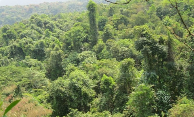 Làng Nghi Sơn, xã Quế Hiệp (Quế Sơn, Quảng Nam) nằm lọt thỏm giữa ba mặt là núi, “thọ” ngót 600 tuổi và khu rừng cấm Nghi Sơn có tổng diện tích khoảng 10ha. Ngay từ đầu thế kỷ thứ XV, những lưu dân đầu tiên vùng đất Thanh – Nghệ di cư vào khai cơ, lập nghiệp từ vùng đất hoang vu chỉ toàn là thú dữ, hổ beo, chưa có địa bàn lãnh thổ. Ảnh: Khu rừng Nghi Sơn.