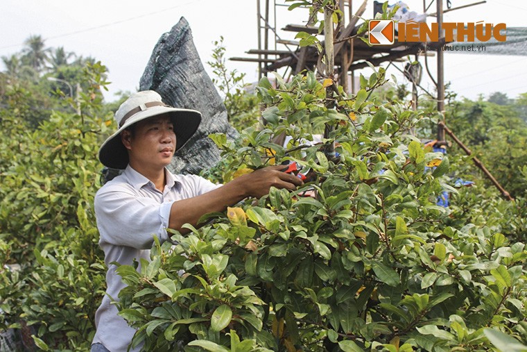 Thời điểm này, các nhà vườn ở TP HCM đã sẵn sàng để tung ra thị trường những cây mai đẹp chưng Tết.