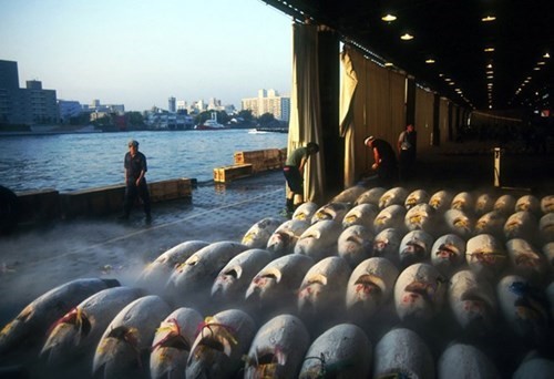 Tsukiji là chợ bán buôn cá, rau quả nằm ngay trung tâm Tokyo, Nhật Bản. Khu chợ có diện tích khoảng 200.000 m2 với gần 1.700 gian hàng. Tsukiji nổi tiếng khi là trung tâm giao dịch cá ngừ vây xanh lớn nhất thế giới, với sản lượng mua bán mỗi ngày lên tới 2.000 tấn. Ảnh: Medium.