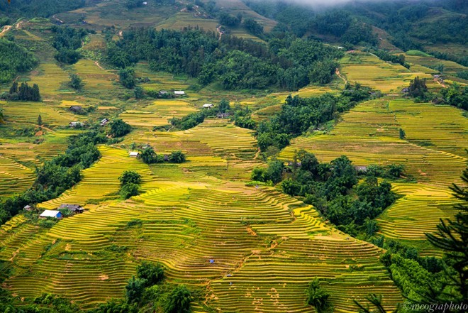 Khi thu sang, tiết trời trở nên dịu mát với gió nhẹ và nắng vàng như mật. Đó cũng là lúc những cánh đồng ruộng bậc thang chín vàng bao phủ khắp vùng đồi núi như gọi mời du khách. Nhiều bạn trẻ khó có thể kìm lòng mà không xách ba lô lên và đắm mình trong mùa thu tuyệt đẹp ở Tây Bắc.