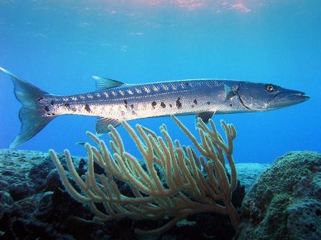 12. Cá nhồng lớn (Great Barracuda): Cá nhồng lớn là một trong những  loài thủy quái đáng sợ nhất đại dương có thân hình giống như một ngư lôi. Nó một mình đi săn trong vùng nước cạn và xung quanh các rặng san hô. Nó có tầm nhìn rất tốt, giúp nó có thể phục kích hoặc rượt đuổi con mồi. Chính thức chỉ có hai người bị giết bởi cá nhồng lớn, nhưng cũng có nghi ngờ về nhiều cái chết khác.