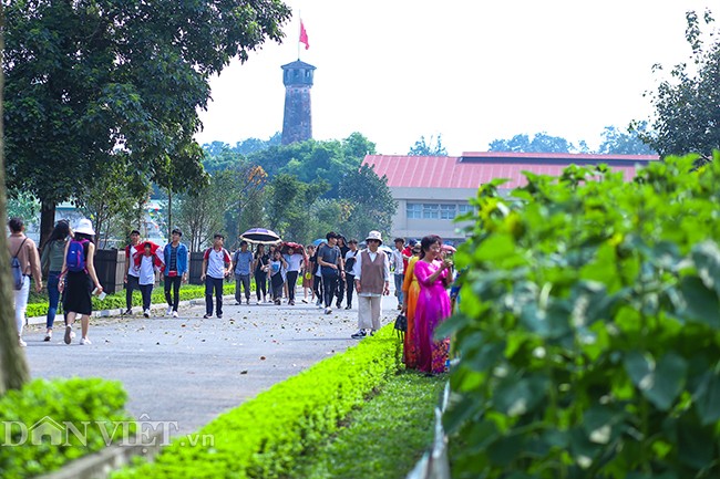 Nằm ở trung tâm thành phố Hà Nội, vườn  hoa hướng dương tại Hoàng thành Thăng Long - Hà Nội đang thu hút hàng ngàn lượt khách đổ về mỗi tuần để vui chơi, hòa mình với thiên nhiên, chụp ảnh...