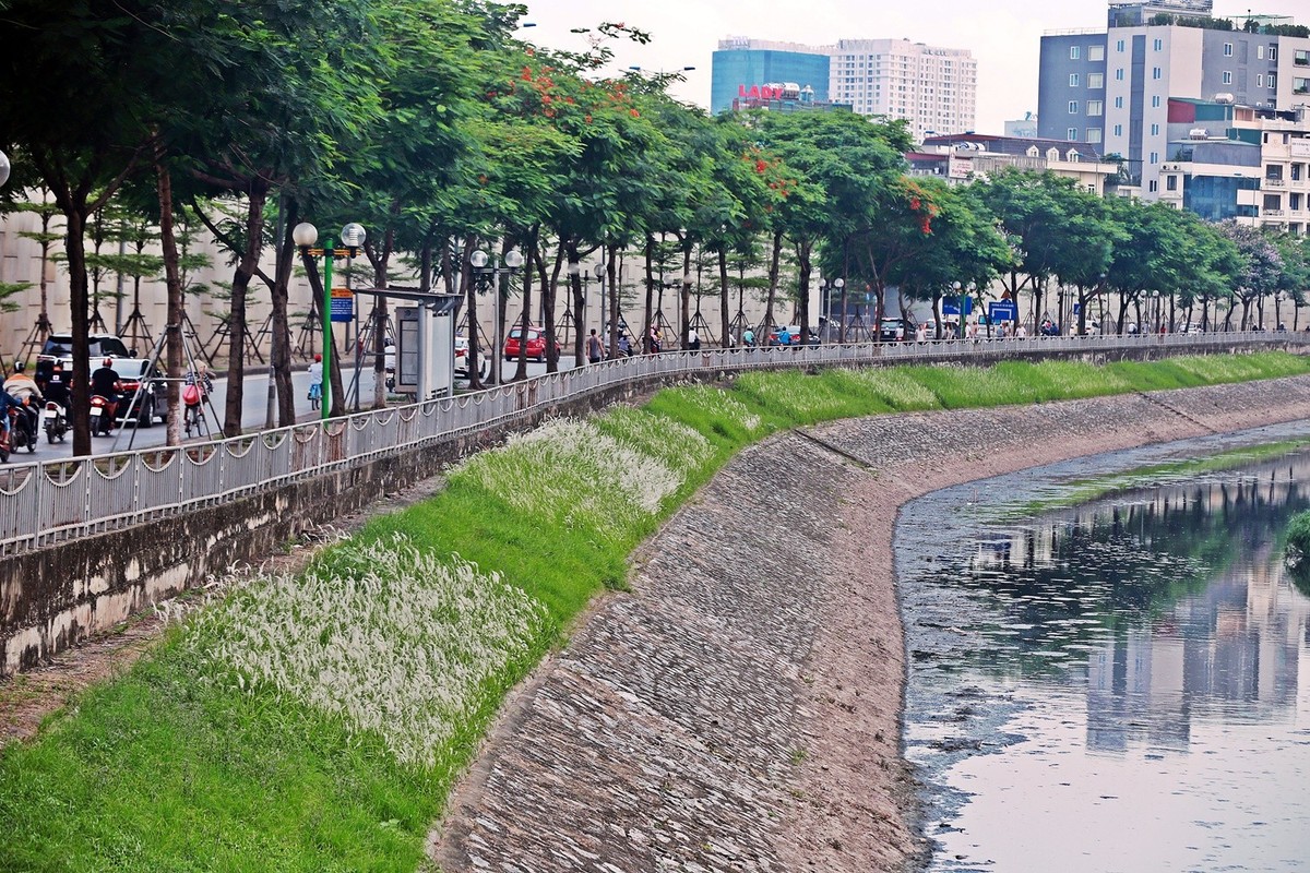 Những ngày tháng 5, tháng 6, dọc bờ  sông Tô Lịch (đoạn từ ngã tư Nguyễn Khánh Toàn - Đào Tấn đến đầu đường Hoàng Quốc Việt, Hà Nội) những bụi hoa cỏ lau trắng muốt đang bung nở.