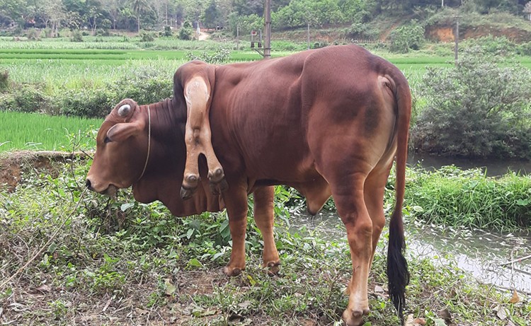 Một trong  những con vật quái dị đó là con bò 17 tháng tuổi, thuộc sở hữu của gia đình anh Bùi Minh Tuấn (xã Cẩm Lương, huyện Cẩm Thuỷ) chăm sóc. Ngoài 4 chân bình thường, con bò mọc thêm hai chân khác ngay trên cổ, đoạn giữa chiếc u và giữa cặp chân phụ này còn có một cục thịt trông như chiếc đuôi thứ hai. Anh Tuấn cho hay: "Lúc mới sinh, nó đã có cặp chân khác thường trên cổ, ai mới nhìn thấy lần đầu cũng giật mình". (Ảnh Lê Hoàng/ Vnexpress).