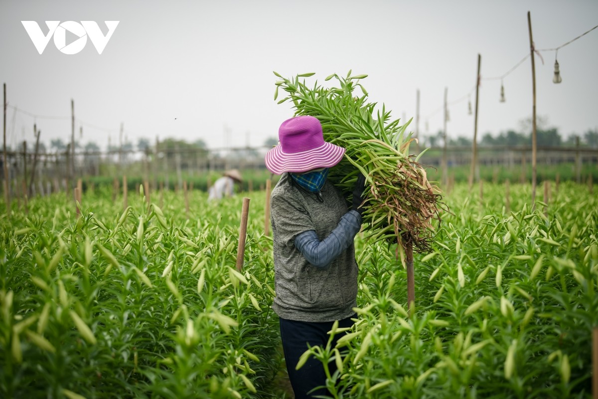 Làng hoa Tây Tựu (Hà Nội) nổi tiếng là thủ phủ của các loài hoa, trong đó có hoa loa kèn.