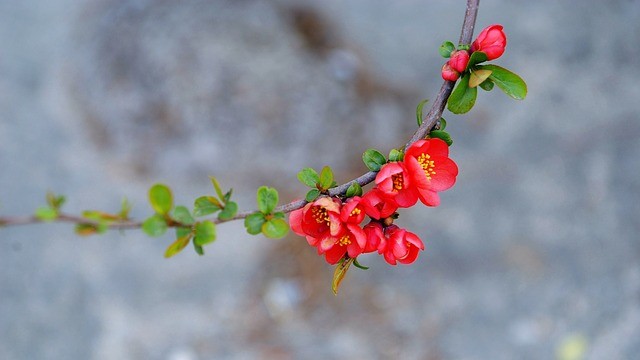 Trong cuộc sống, con giáp nào cũng có những thuận lợi và khó khăn riêng. Nếu gặp phải vận đào hoa thì nhiều vấn đề sẽ được giải quyết suôn sẻ, bản thân cũng được phát triển hơn. Khi đó, họ sẽ luôn gặp may mắn, luôn được mọi người săn đón và coi trọng, đường đời khá dễ dàng, tìm được bạn đời chung tình không khó.   