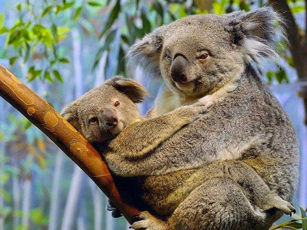  1. Gấu Koala: Với thân hình mập mạp, đầu lớn với đôi tai tròn tròn, bộ lông mượt mà và mũi to, gấu Koala xứng đáng đứng dầu danh sách  các loài động vật đáng yêu nhất hành tinh.