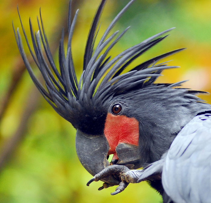  1. Chim Palm Cockatoo: Mở đầu cho danh sách "Bộ tứ  chim cảnh" đắt giá nhất thế giới phải nói đến chim Palm Cockatoo hay có tên khác là vẹt đuôi dài Palm hay Goliath.