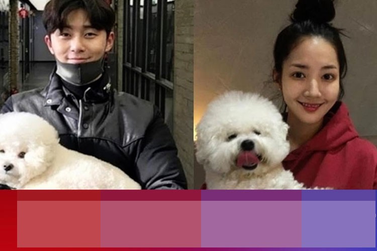 Tin đồn Park Min Young và Park Seo Joon bí mật hẹn hò trong 3 năm qua gây xôn xao. Dù cả hai lên tiếng phủ nhận nhưng fans vẫn quyết tâm tìm ra bằng chứng hai người là một cặp. Ảnh: Youtube