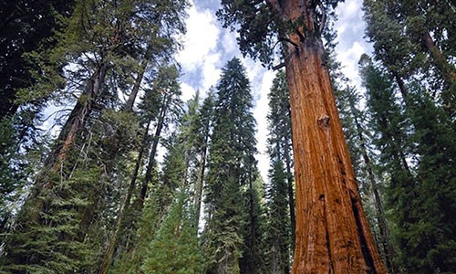 1. cây General Sherman: Loài  cây sống thọ lâu đời này được tìm thấy ở Vườn quốc gia Sequoia tại California, Mỹ. Các chuyên gia nhận định, cây này có tuổi đời 2.500 năm. Đây cũng là một trong những cây lớn nhất thế giới.