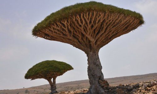 Kỵ sĩ huyết rồng (Dragon's-Blood Tree): Cây huyết rồng là một trong những cây trồng đẹp nhất từ trước đến nay. Nhựa của nó giống như máu của rồng, có màu đỏ đậm, ngay cả khi khô. Nó được đánh giá cao trong số những giống cây cổ đại.