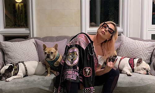 Ngày 26/2, Reuters đưa tin cảnh sát Los Angeles xác nhận hai chú chó Bull Pháp tên Koji và Gustav của  Lady Gaga bị một người đàn ông lạ mặt đánh cắp. Thú cưng của nữ ca sĩ bị cướp trong lúc được đi dạo. Nhân viên của giọng ca Born This Way đuổi theo tên cướp và bị bắn trọng thương, hiện điều trị tại bệnh viện, sức khỏe đã tạm ổn.