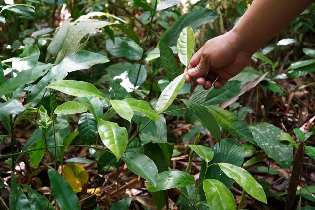 Loại cây này vốn mọc hoang dại, nó có thể trồng ở bờ rào, ven lối đi tạo cảnh quan. Nhưng hiện nay, người dân đã mang về trồng vì có giá trị kinh tế.