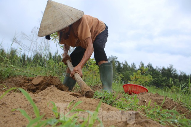 Sau những trận lũ, đợt mưa lớn kéo dài, nhiều người dân Hà Tĩnh lại ra những bãi cát bồi, vùng đất trống để  đào dế. Mỗi người chuẩn bị dụng cụ như xô, chậu, rổ và cuốc để đi săn.