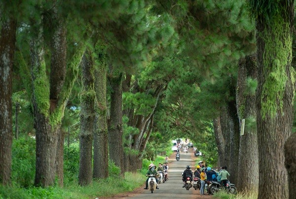 Nằm trong khu vực Biển Hồ chè thơ mộng, cách trung tâm Pleiku khoảng 10 km là  con đường thông trăm năm tuổi nổi tiếng nhất Gia Lai.